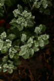Artemisia sp. RCP8-2012 084 - is Hippolytia herderi.JPG